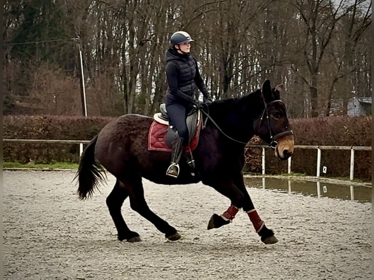 Mule Gelding 6 years 15,2 hh Bay-Dark in Neustadt (Wied)