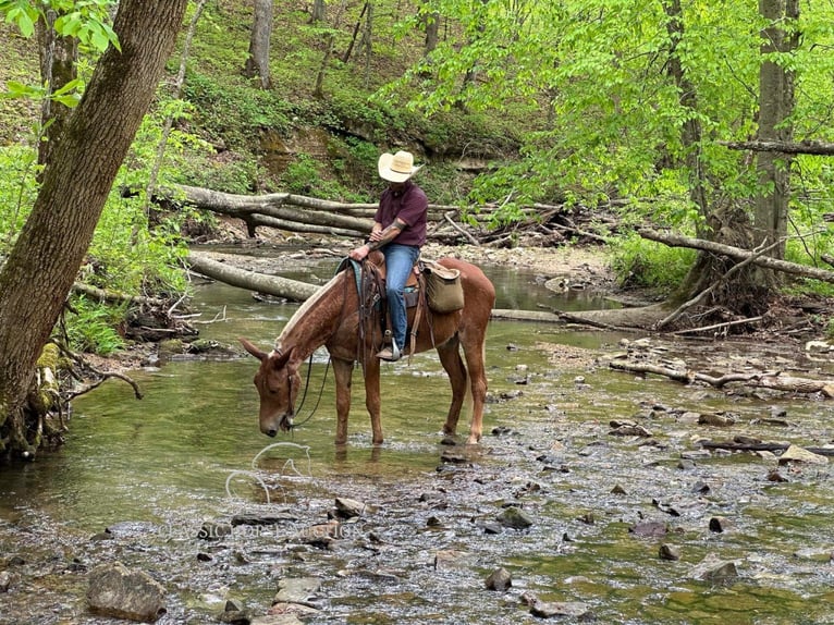 Mule Gelding 6 years 16 hh Sorrel in Gerald, MO