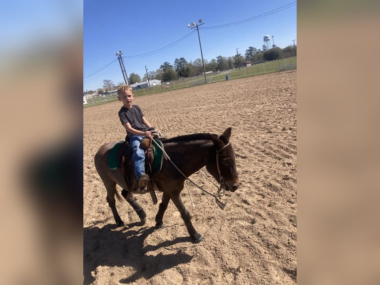 Mule Mix Gelding 7 years 12 hh Bay in Deridder