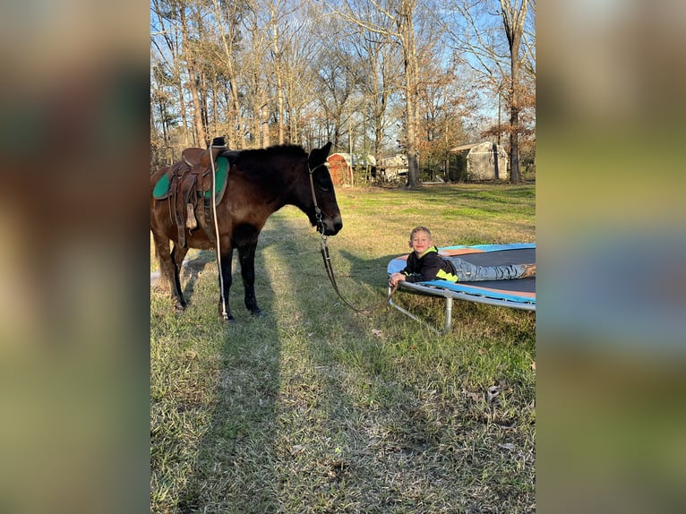 Mule Mix Gelding 7 years 12 hh Bay in Deridder