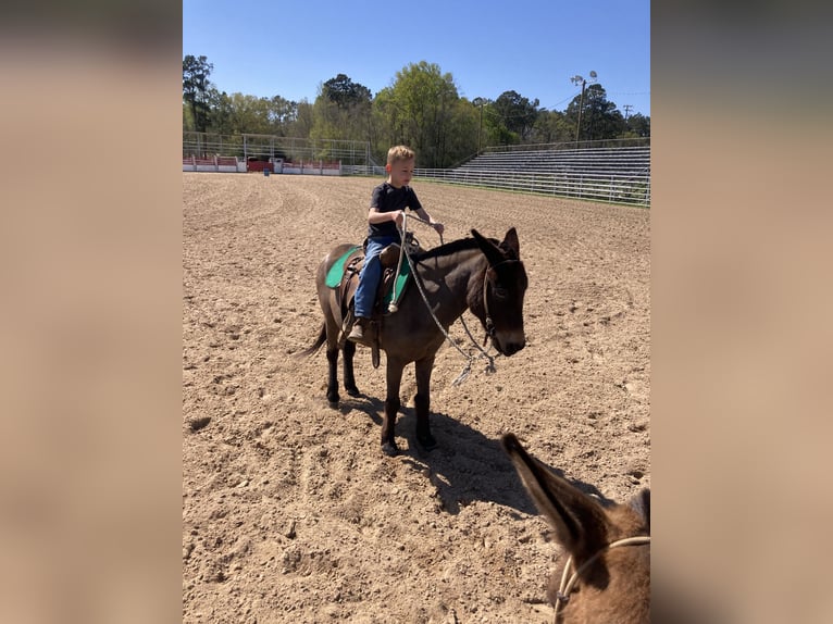Mule Mix Gelding 7 years 12 hh Bay in Deridder