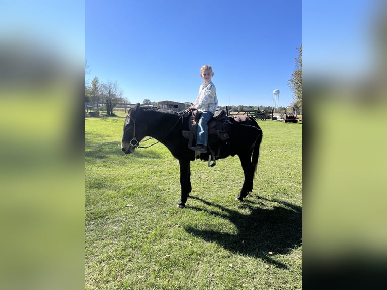 Mule Mix Gelding 7 years 12 hh Bay in Deridder