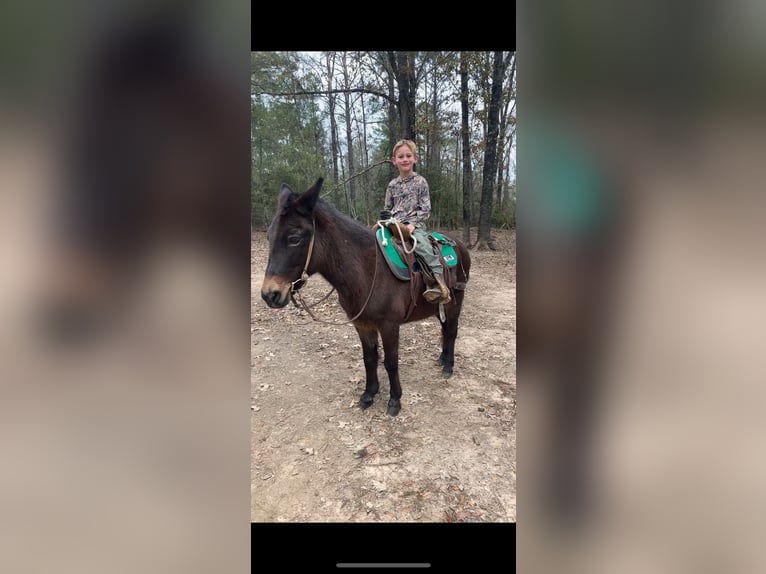 Mule Mix Gelding 7 years 12 hh Bay in Deridder