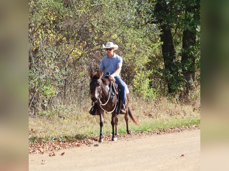 Mule Gelding 7 years 13,3 hh Bay in Howell