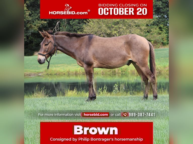 Mule Gelding 7 years 13,3 hh Bay in Howell