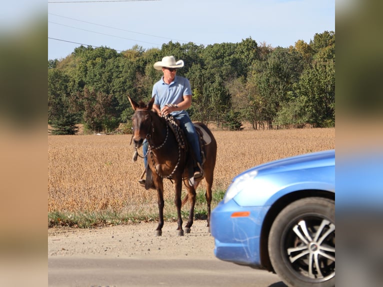 Mule Gelding 7 years 13,3 hh Bay in Howell