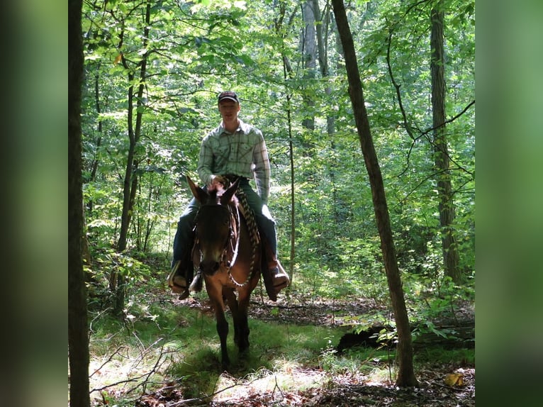 Mule Gelding 7 years 13,3 hh Bay in Howell