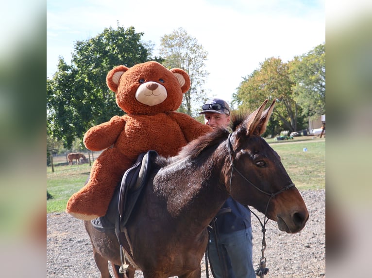 Mule Gelding 7 years 13,3 hh Bay in Howell