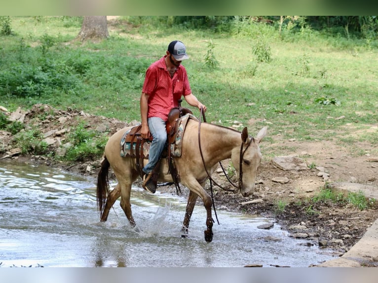 Mule Gelding 7 years 14,2 hh Champagne in Brooksville, Ky