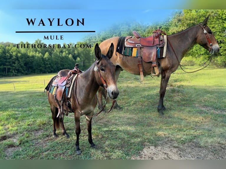 Mule Gelding 7 years 14,2 hh Dun in Quinton, VA