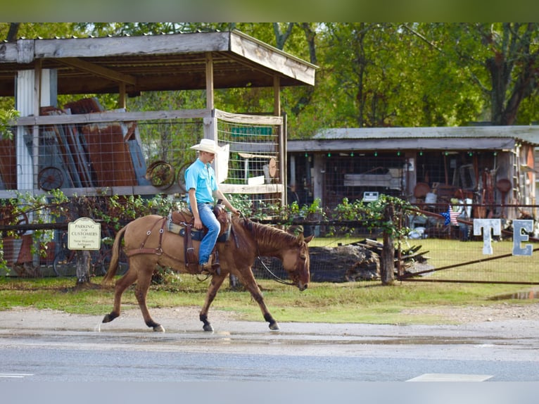 Mule Gelding 7 years 14,2 hh Dun in Huntsville, TX