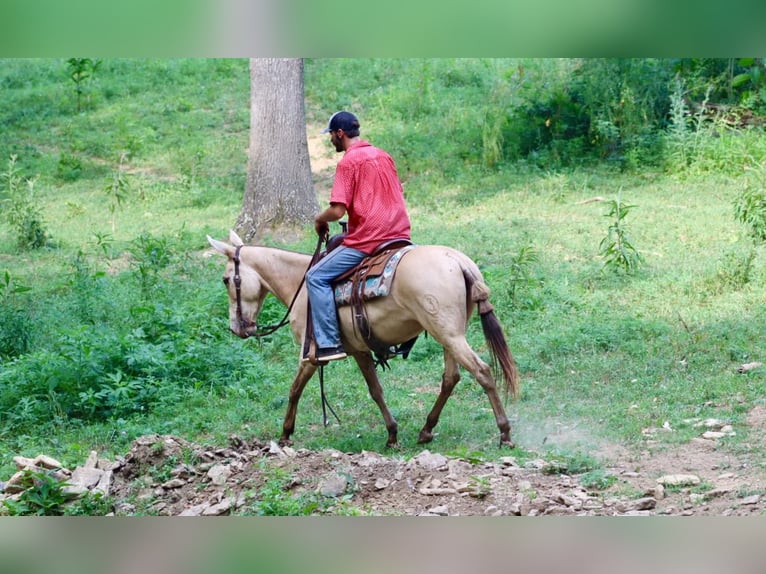 Mule Gelding 7 years 14,2 hh in Brooksville, Ky