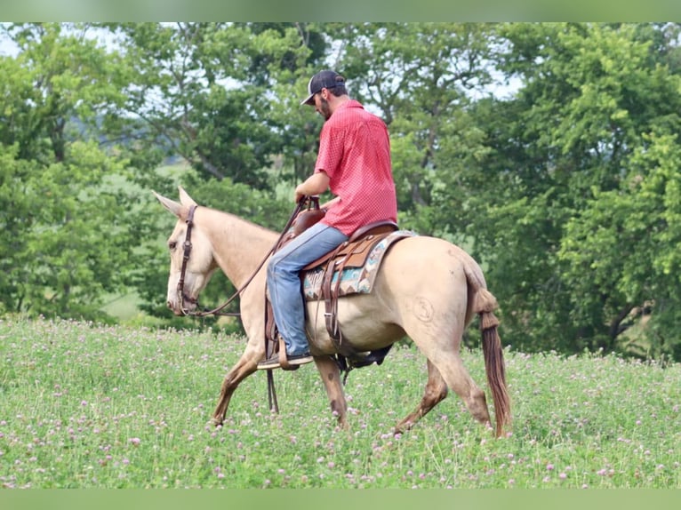Mule Gelding 7 years 14,2 hh in Brooksville, Ky
