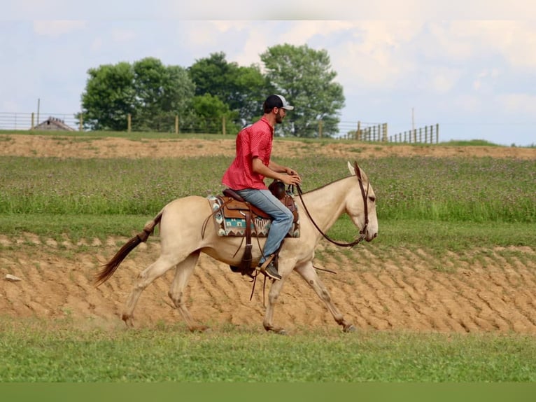Mule Gelding 7 years 14,2 hh in Brooksville, Ky