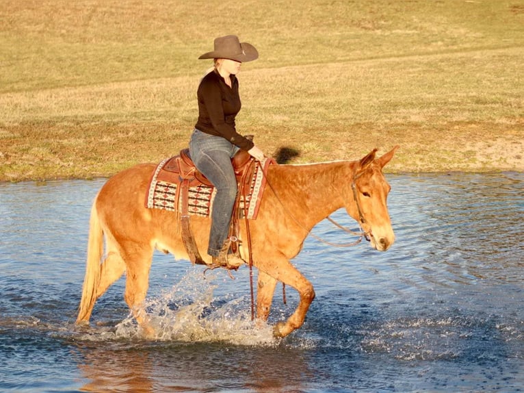 Mule Gelding 7 years 14,3 hh in Brooksville KY