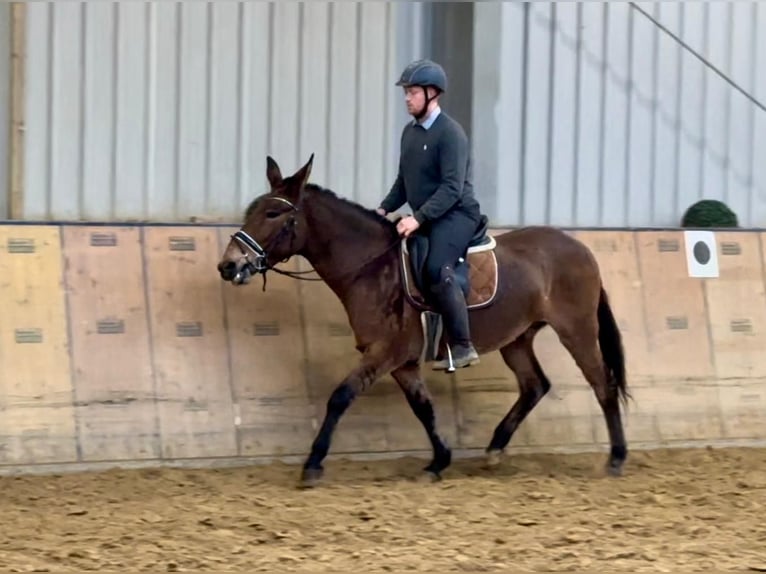 Mule Gelding 7 years 15,1 hh Brown in Neustadt (Wied)