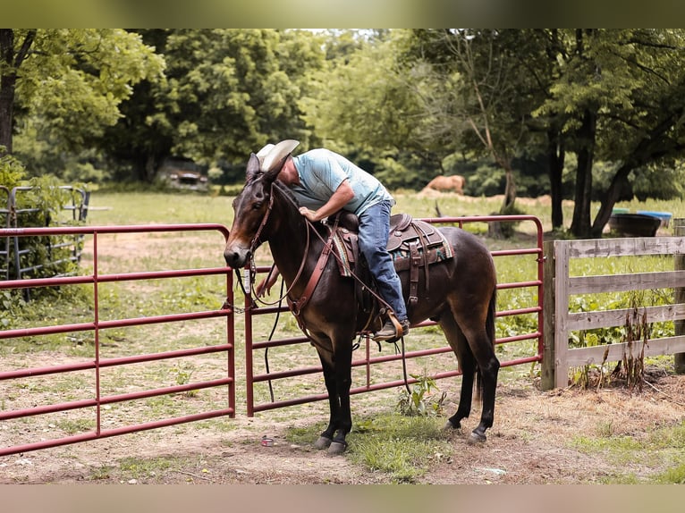 Mule Gelding 7 years 15 hh Bay in Santa Fe TN