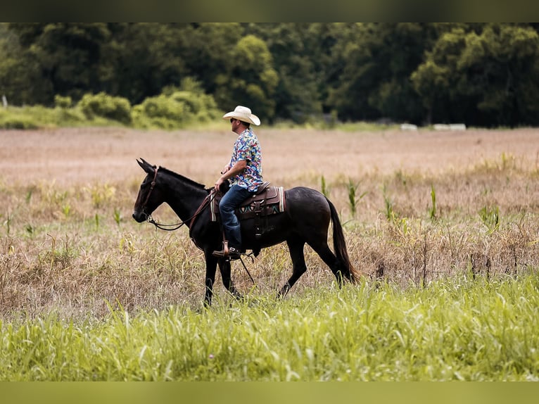 Mule Gelding 7 years 15 hh Bay in Santa Fe TN