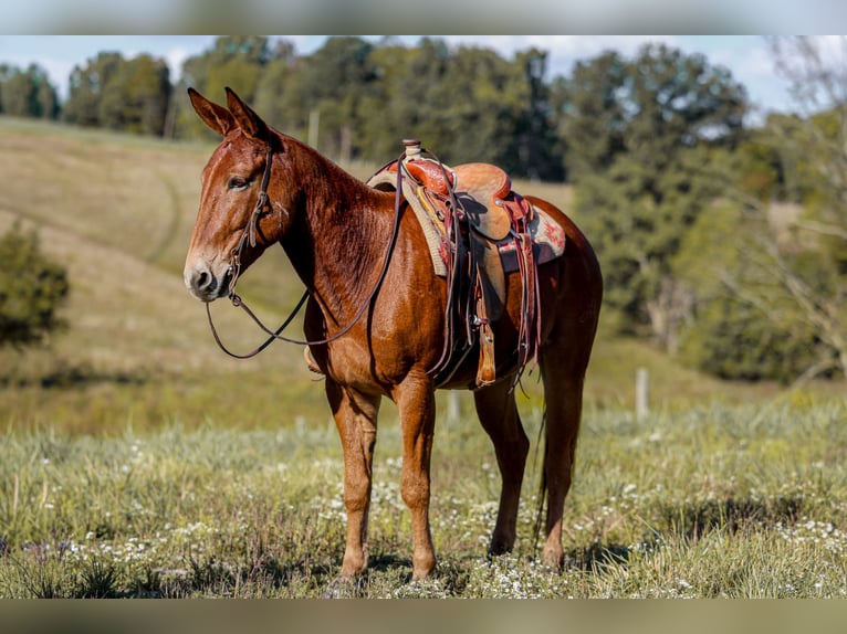 Mule Gelding 7 years 15,2 hh Sorrel in Somerset KY