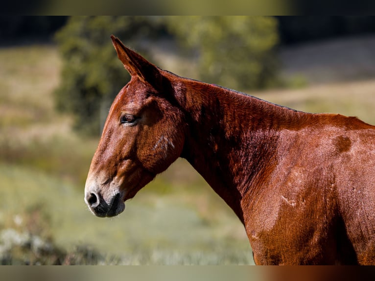 Mule Gelding 7 years 15,2 hh Sorrel in Somerset KY