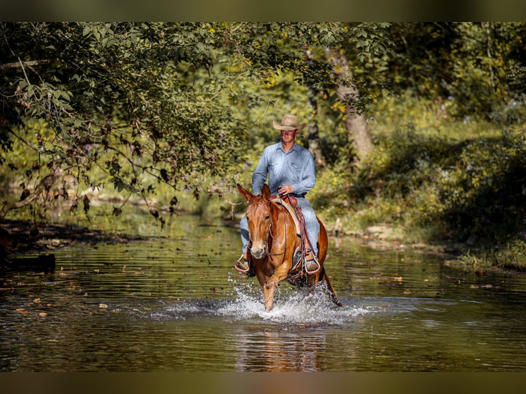 Mule Gelding 7 years 15,2 hh Sorrel in Somerset KY