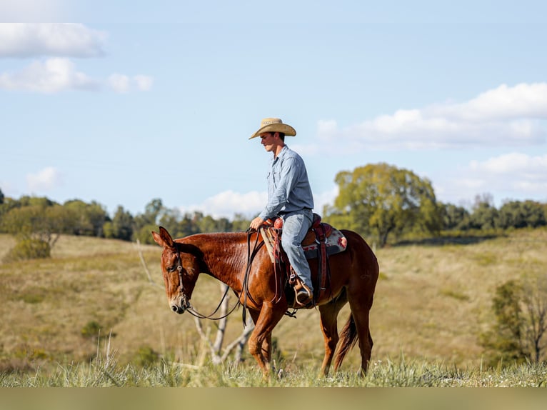 Mule Gelding 7 years 15,2 hh Sorrel in Somerset KY Mule Gelding 7 years 15,2 hh Sorrel in Somerset KY