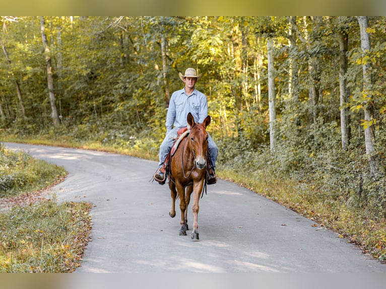 Mule Gelding 7 years 15,2 hh Sorrel in Somerset KY Mule Gelding 7 years 15,2 hh Sorrel in Somerset KY