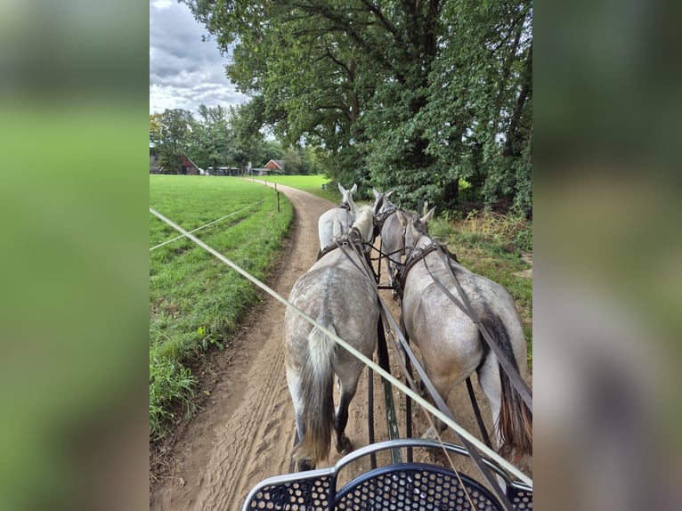 Mule Gelding 7 years 16 hh Gray-Blue-Tan in Aalten