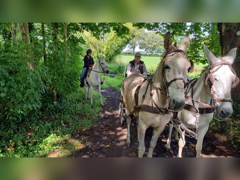 Mule Gelding 7 years 16 hh Gray-Blue-Tan in Aalten