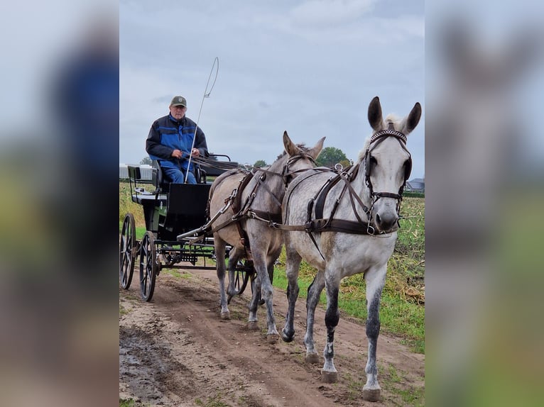 Mule Gelding 7 years 16 hh Gray-Blue-Tan in Aalten