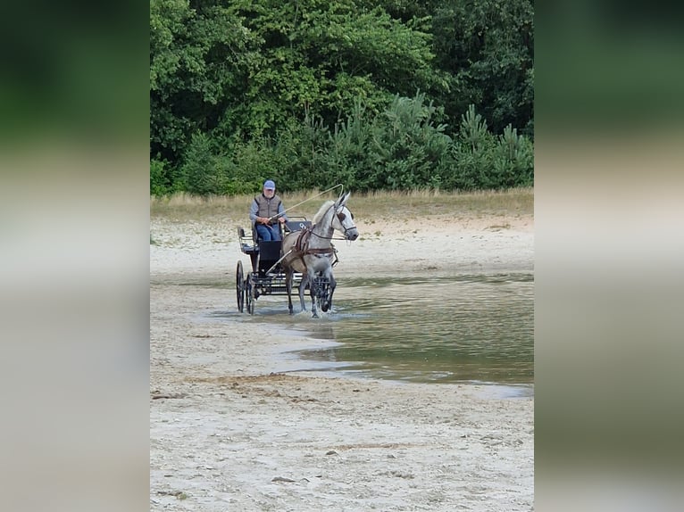 Mule Gelding 7 years 16 hh Gray-Blue-Tan in Aalten