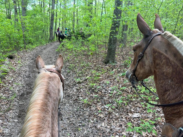 Mule Gelding 7 years 16 hh Sorrel in Gerald, MO