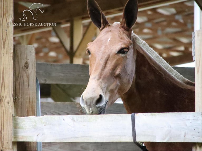 Mule Gelding 7 years 16 hh Sorrel in Gerald, MO