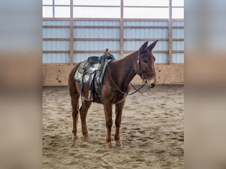 Mule Gelding 7 years Chestnut in Everett PA