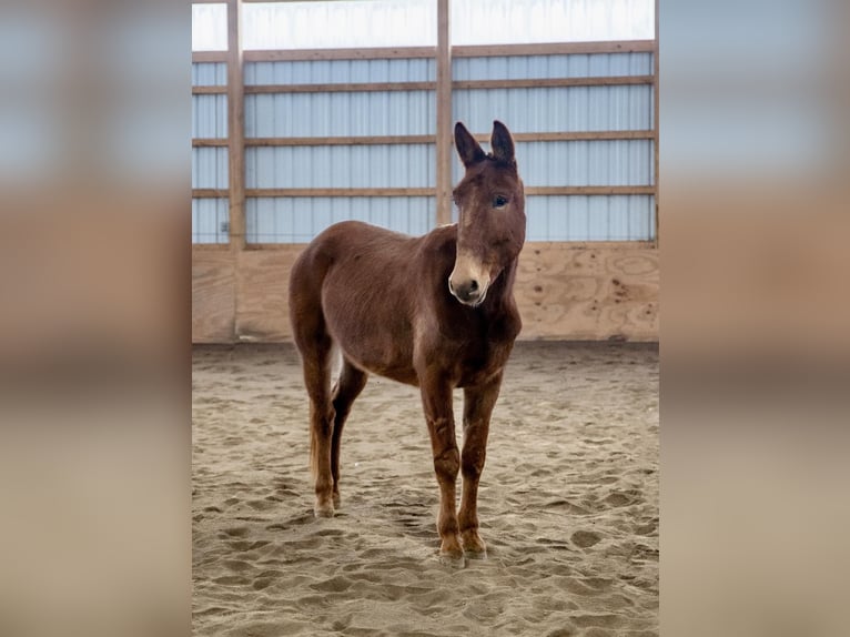 Mule Gelding 7 years Chestnut in Everett PA