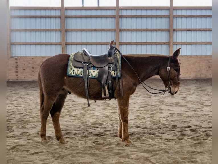 Mule Gelding 7 years Chestnut in Everett PA