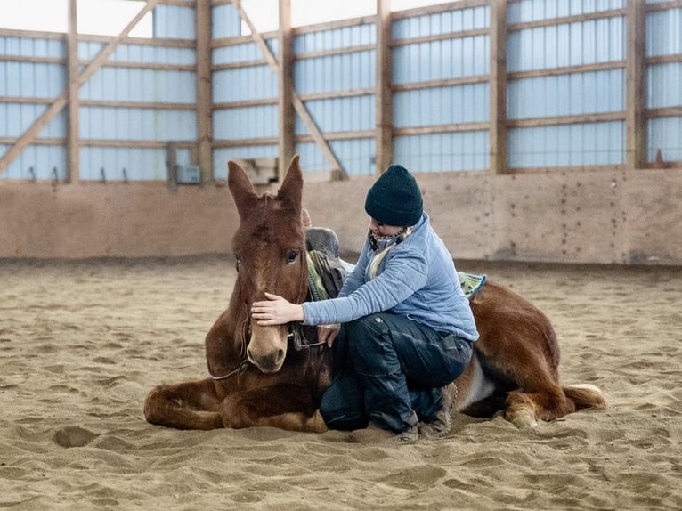 Mule Gelding 7 years Chestnut in Everett PA