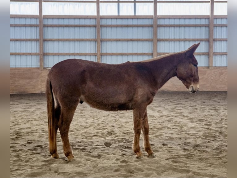 Mule Gelding 7 years Chestnut in Everett PA