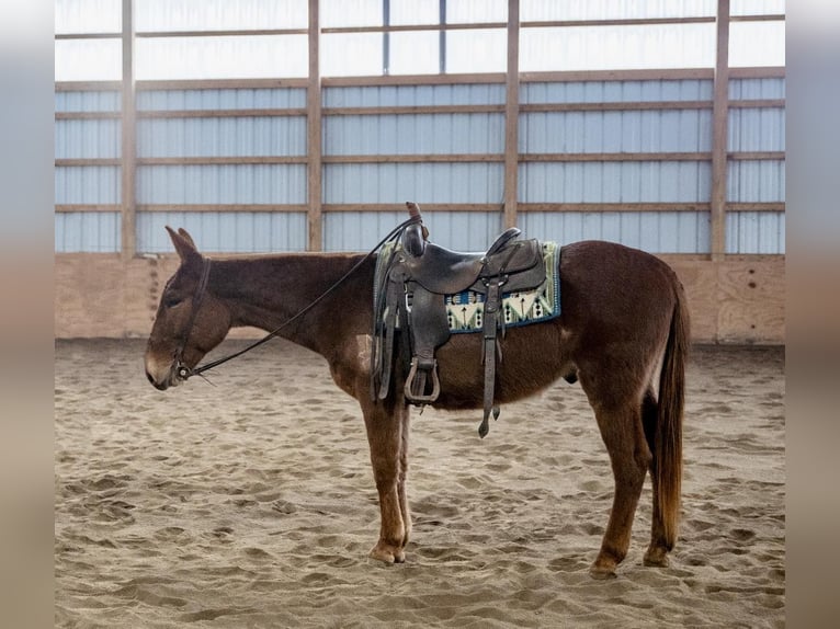 Mule Gelding 7 years Chestnut in Everett PA