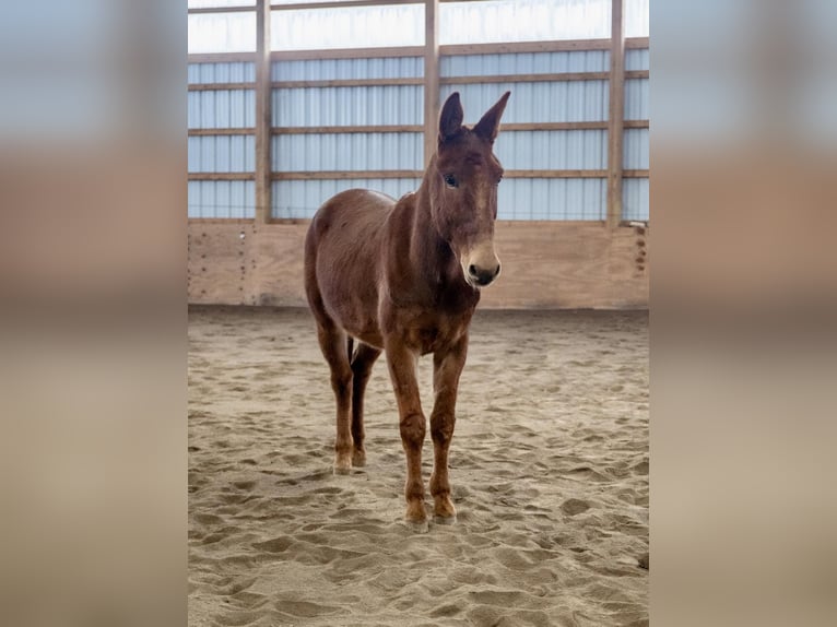 Mule Gelding 7 years Chestnut in Everett PA