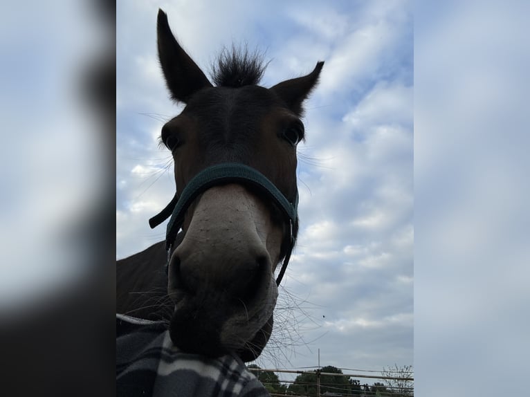 Mule Gelding 8 years 10,1 hh Brown in Hamburg Kirchwerder