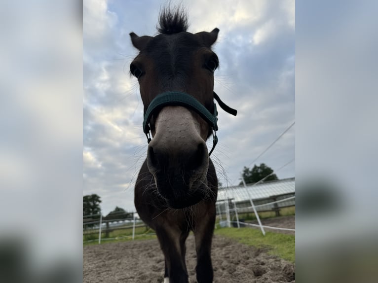 Mule Gelding 8 years 10,1 hh Brown in Hamburg Kirchwerder