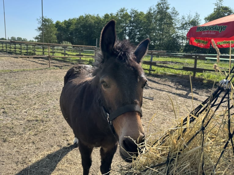 Mule Gelding 8 years 10,1 hh Brown in Hamburg Kirchwerder