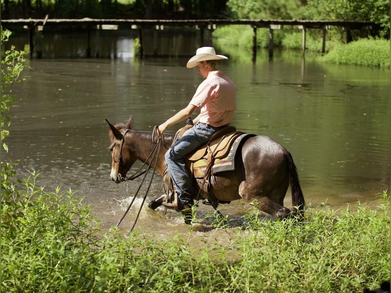 Mule Gelding 8 years 12,3 hh Bay in Huntsville, TX