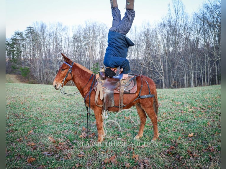 Mule Gelding 8 years 13 hh Sorrel in Whitley City, KY