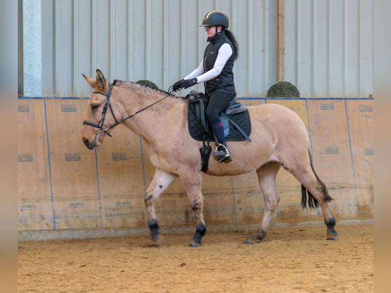 Mule Gelding 8 years 14,2 hh Buckskin in Neustadt (Wied)