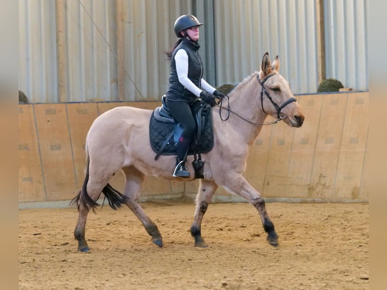 Mule Gelding 8 years 14,2 hh Buckskin in Neustadt (Wied)