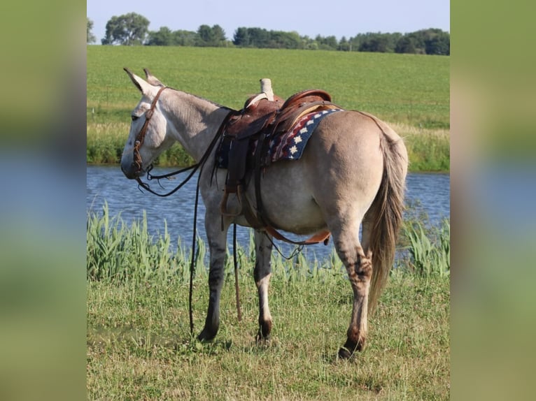 Mule Gelding 8 years 14,2 hh Dun in Charleston IL