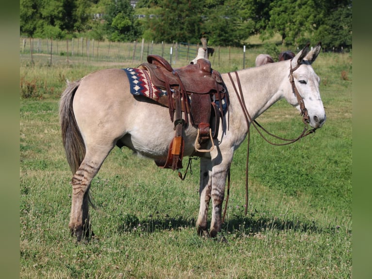 Mule Gelding 8 years 14,2 hh Dun in Charleston IL