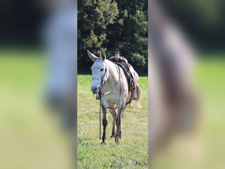 Mule Gelding 8 years 14,2 hh Dun in Charleston IL